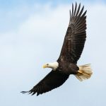 An image of an eagle soaring in the sky