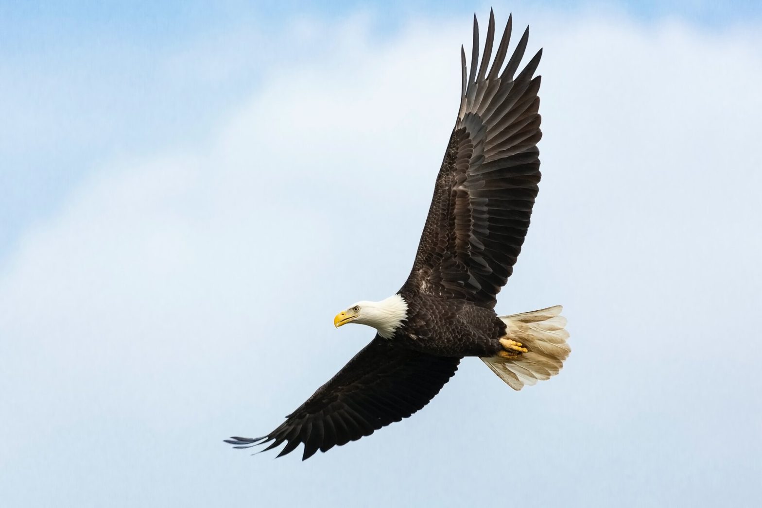 An image of an eagle soaring in the sky